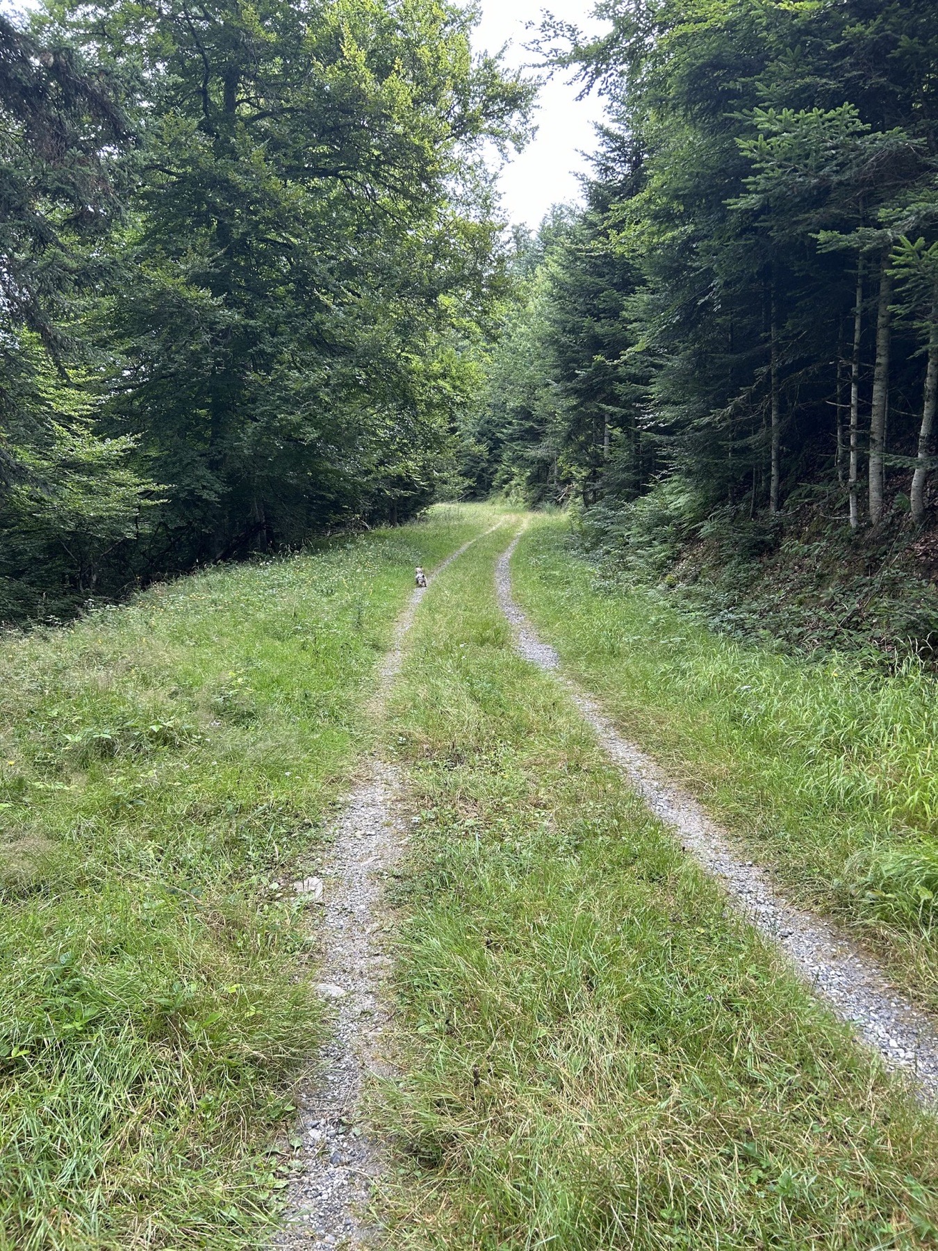 Sentier de randonnée en forêt