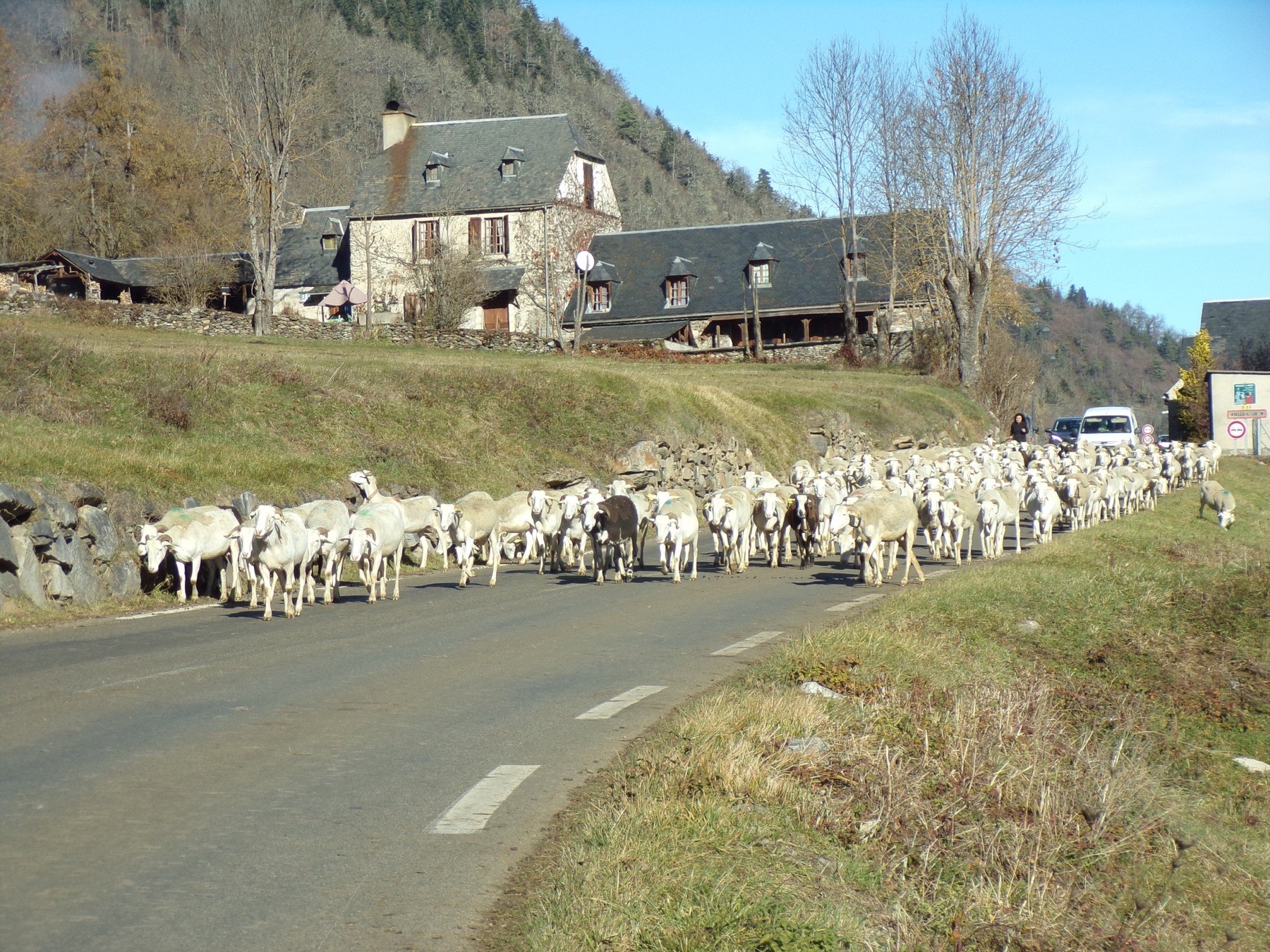 Un troupeau de brebis dans la vallée